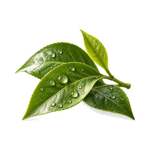 ورق