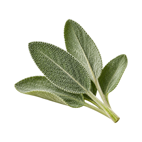 مريمية